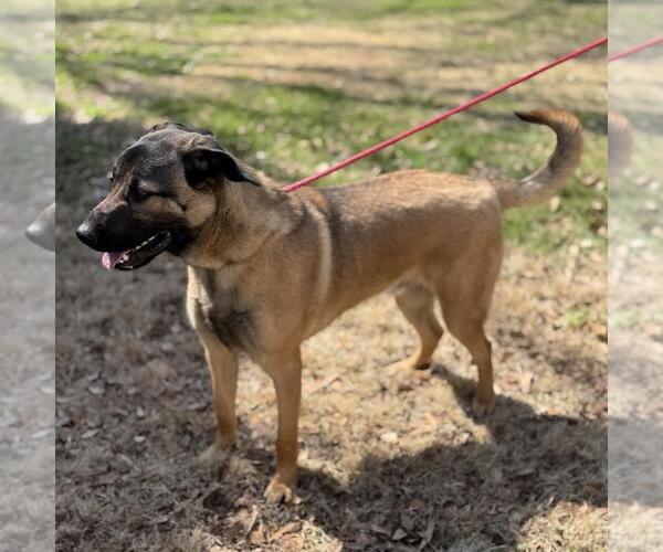 Medium Photo #3 Mutt Puppy For Sale in Yardley, PA, USA