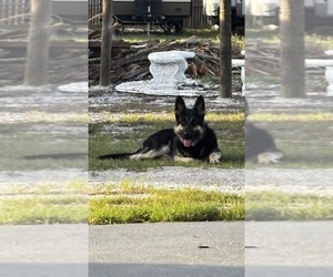 Father of the German Shepherd Dog puppies born on 05/04/2026