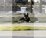Small Photo #1 German Shepherd Dog Puppy For Sale in FROSTPROOF, FL, USA