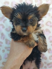 Yorkshire Terrier Puppy for sale in WEST PALM BCH, FL, USA