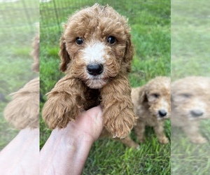 Goldendoodle-Poodle (Miniature) Mix Puppy for sale in ALEXANDRIA, MN, USA