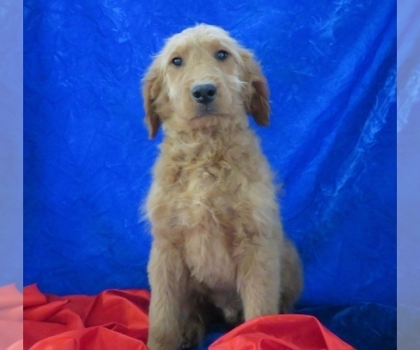 Medium Photo #8 Goldendoodle Puppy For Sale in NORWOOD, MO, USA