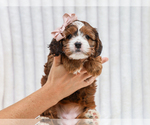 Small #4 Cavapoo (Miniature)
