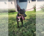 Small #1 Australian Kelpie Mix