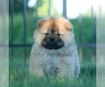 Image preview for Ad Listing. Nickname: Litter of 4
