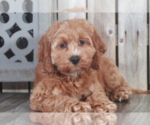 Cavapoo Puppy for sale in MOUNT VERNON, OH, USA