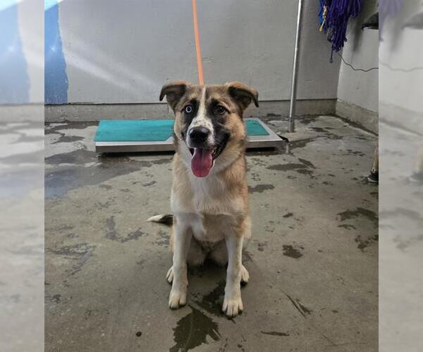 Medium Photo #1 Gerberian Shepsky Puppy For Sale in Camarillo, CA, USA