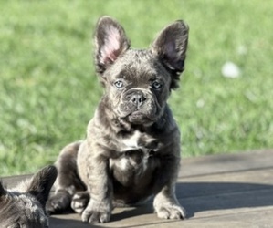 French Bulldog Puppy for sale in PALO ALTO, CA, USA