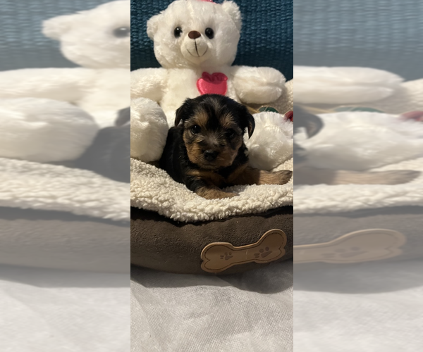 Medium Photo #1 Yorkshire Terrier Puppy For Sale in NORCO, CA, USA