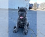 Small #8 Cane Corso