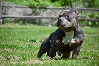 Father of the American Bully Mikelands  puppies born on 07/07/2017