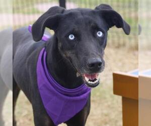 Labrador Retriever-Unknown Mix Dogs for adoption in San Antonio, TX, USA