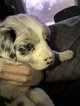 Small Photo #1 Border Collie Puppy For Sale in CHARLOTTE, MI, USA