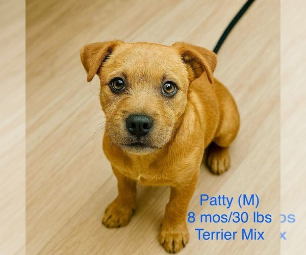Medium Photo #1 Mutt Puppy For Sale in pomfret, CT, USA