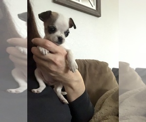 Chug-Pug Mix Puppy for sale in LOVELAND, CO, USA