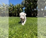 Small Photo #5 Dogo Argentino Puppy For Sale in VISTA, CA, USA