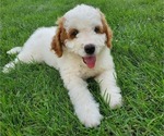 Small #19 Bernedoodle (Miniature)