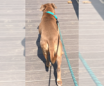 Small #4 Black Mouth Cur Mix