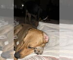 Small #15 Labrador Retriever Mix