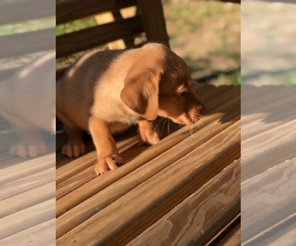 Medium Photo #13 Labrador Retriever Puppy For Sale in SPENCER, TN, USA