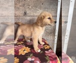 Small #14 Golden Retriever