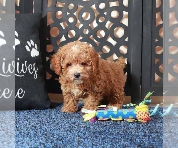 Medium Photo #3 Poochon Puppy For Sale in MOUNT VERNON, OH, USA
