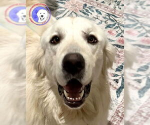 Great Pyrenees Dogs for adoption in Spring, TX, USA
