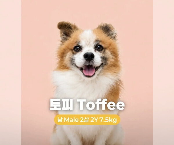 Medium Photo #3 Pomeranian-Unknown Mix Puppy For Sale in Agoura Hills, CA, USA