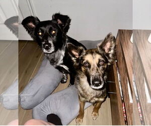 Australian Shepherd Dogs for adoption in Dallas, TX, USA