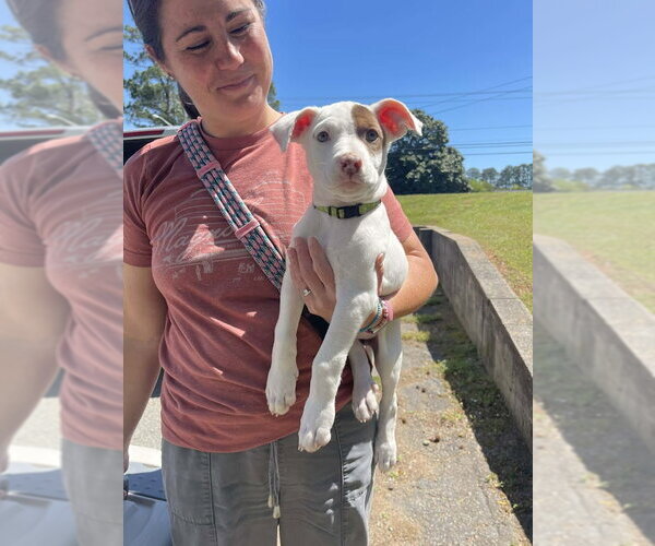 Medium Photo #2 Pointer-Unknown Mix Puppy For Sale in Shermans Dale, PA, USA