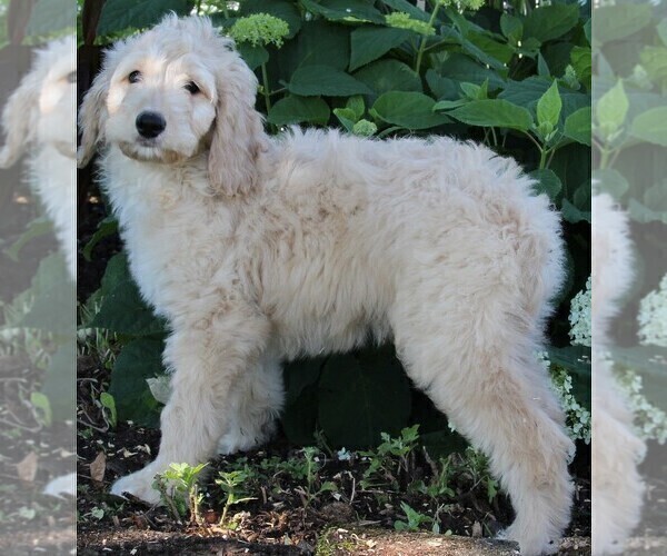 Medium Photo #7 Goldendoodle Puppy For Sale in FREDERICKSBURG, OH, USA