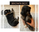 Puppy Brown Boy German Shepherd Dog