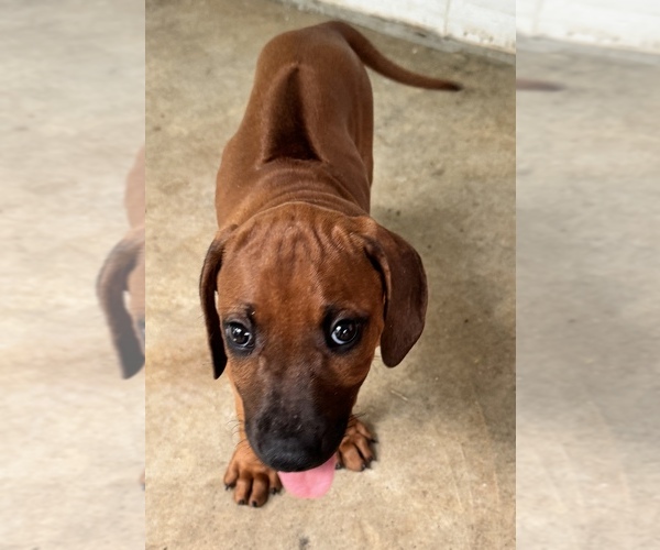 Medium Photo #36 Rhodesian Ridgeback Puppy For Sale in MADISON, GA, USA
