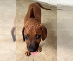 Small #35 Rhodesian Ridgeback