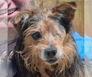 Brussels Griffon-Unknown Mix Dogs for adoption in Huntley, IL, USA