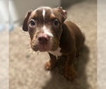 Small Photo #1 American Bully Puppy For Sale in OAKLAND, CA, USA