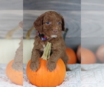 Small Photo #12 Goldendoodle (Miniature) Puppy For Sale in CRESTON, OH, USA