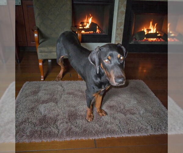 Medium Photo #2 Doberman Pinscher Puppy For Sale in MIDWAY, UT, USA