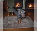 Small #1 Doberman Pinscher