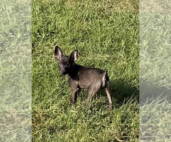 Medium Photo #1 Rat Terrier Puppy For Sale in WHITAKERS, NC, USA