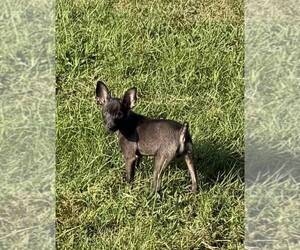 Rat Terrier Puppy for sale in WHITAKERS, NC, USA