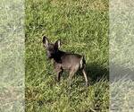 Image preview for Ad Listing. Nickname: Dusty
