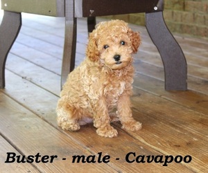 Cavapoo Puppy for sale in CLARKRANGE, TN, USA