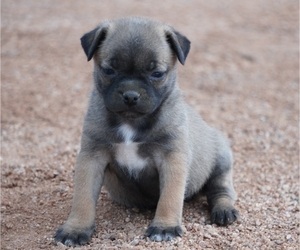 American Lo-Sze Pugg-Jack Russell Terrier Mix Puppy for sale in GRAND JCT, CO, USA