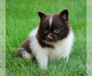 Pomeranian Puppy for sale in FREDERICKSBG, OH, USA