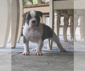 American Bulldog Puppy for sale in COLUMBIA, KY, USA