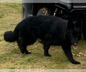 Mother of the German Shepherd Dog puppies born on 02/11/2025