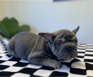 French Bulldog Puppy for sale in SACRAMENTO, CA, USA