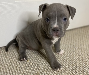 American Bully Puppy for Sale in WOODBRIDGE, Virginia USA