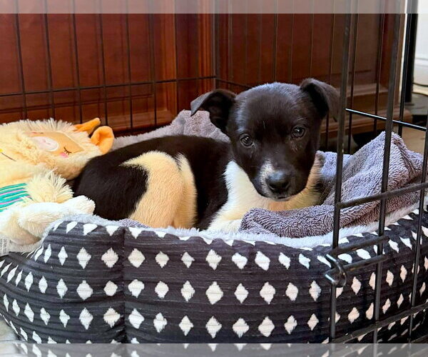Medium Photo #4 Labrador Retriever-Unknown Mix Puppy For Sale in Holly Springs, NC, USA
